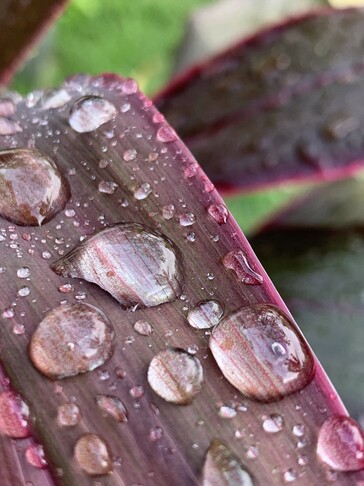 Fotografías en modo macro usando Hallide II en el iPhone XS. (Imágenes: @iam_tech)