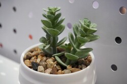 ¡Este estampado parece convincente!