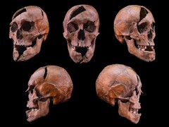 El cráneo del individuo investigado procedente del monasterio dominico del siglo XIII en la Isla Margarita, Budapest (Crédito de la imagen: Universidad Eötvös Loránd)