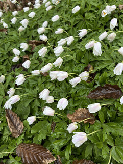 Una imagen de la cámara principal