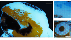 Una diminuta imagen fluorescente multicolor de un guacamayo, de 250 × 350 píxeles, realizada mediante fotolitografía.