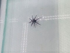 HydroBuckler en acción (Fuente de la imagen: los investigadores)