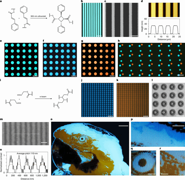 El equipo de investigación utilizó fotolitografía UV para crear patrones de polímeros emisores de luz en estructuras microscópicas, incluida la imagen de prueba del guacamayo que se muestra al final.