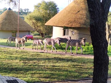 Cebras paseando causalmente por la zona de alojamiento (Fuente de la imagen: Darryl Linington - Notebookcheck)