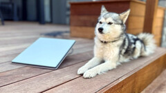 Starlink Mini junto a un mini husky (imagen: Michael Nicolls/X)