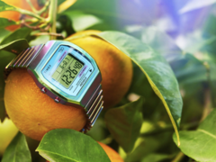 El reloj Timex 80 de 36 mm (en la imagen) con correa de expansión de acero inoxidable. (Fuente de la imagen: Timex)