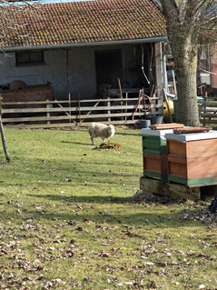 Cámara principal (zoom 6x)