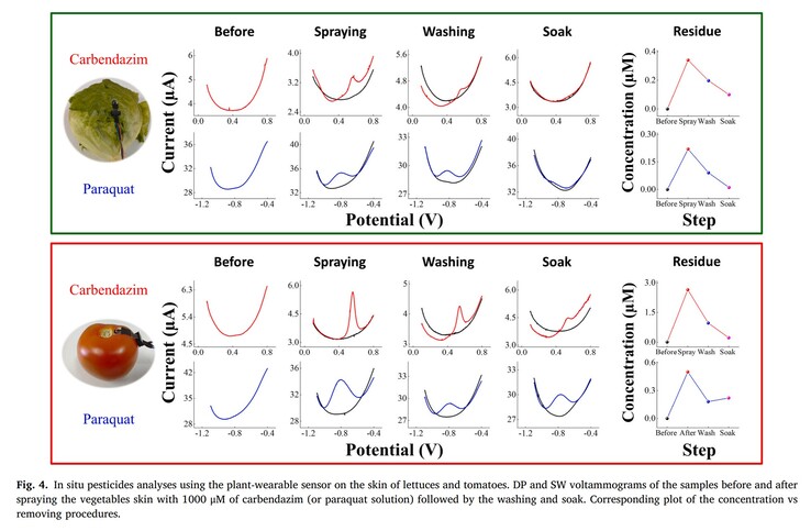 El sensor detecta con precisión niveles muy bajos de dos pesticidas comunes en lechugas y tomates durante su contaminación y descontaminación. (Fuente: artículo de S.C. Teixeira et al. en Biomaterials Advances)