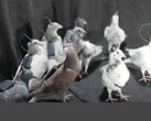 Un grupo de palomas teledirigidas de Neiry (Fuente de la imagen: Neiry; editado)