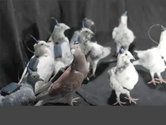 Un grupo de palomas teledirigidas de Neiry (Fuente de la imagen: Neiry; editado)