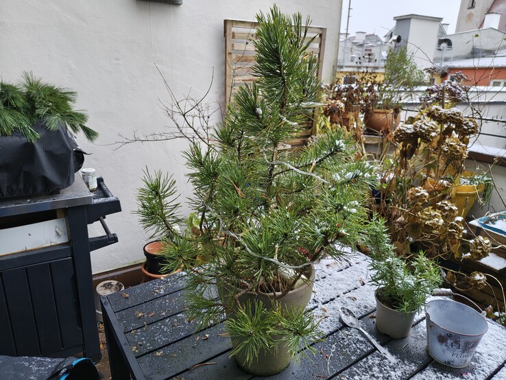 Foto con la cámara principal