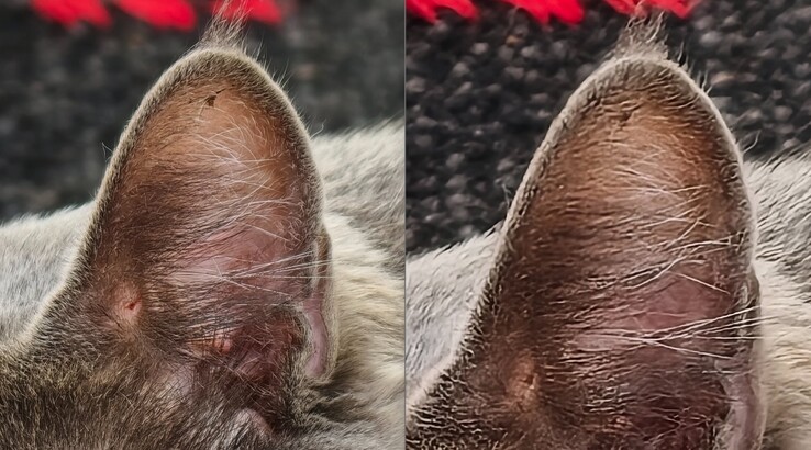 La comparación es clara. Izquierda: Con teleconvertidor a 400 mm. Derecha: Sin teleconvertidor