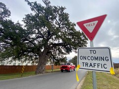 El roble Jolene en Old Stagecoach Road en Kyle Texas (Fuente de la imagen: Maya Fawa/KUT News)