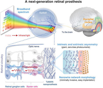El implante de telurio convierte la energía luminosa en electricidad, sin necesidad de una fuente de energía externa, para que el cerebro vuelva a ver. (Fuente de la imagen: Science. DOI: 10.1126/science.adu2987)