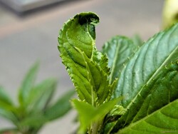 Toma macro con la cámara principal