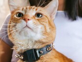 El rastreador Fi Mini permite a los propietarios seguir el estado físico y la ubicación de sus mascotas. (Fuente de la imagen: Fi)