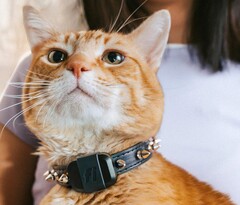 El rastreador Fi Mini permite a los propietarios seguir el estado físico y la ubicación de sus mascotas. (Fuente de la imagen: Fi)