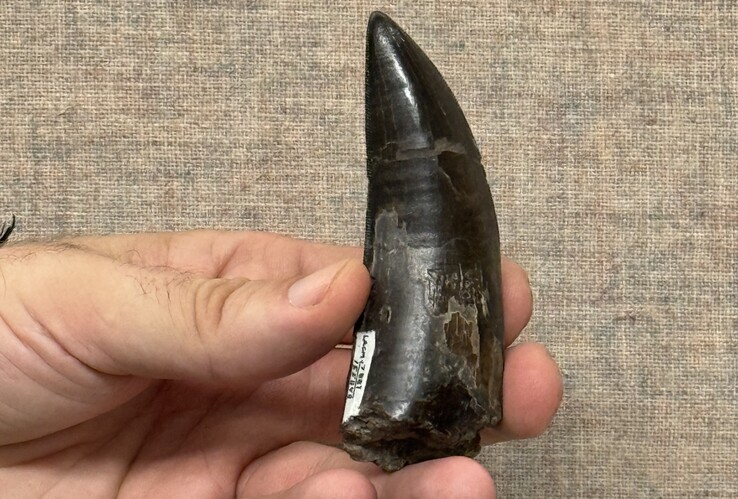 Uno de los dientes de T. rex utilizados por los investigadores