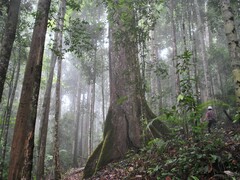Una foto de una selva tropical primaria en Borneo (Fuente de la imagen: Ken Shono vía Unsplash; recortada)