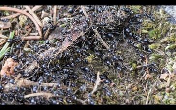 Hormigas con un zoom de 6x