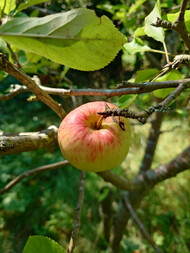 Imagen de la cámara principal
