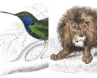 Ilustraciones de fauna silvestre