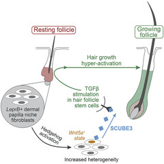 El proceso de señalización del crecimiento del cabello de SCUBE3 (imagen: UCI)