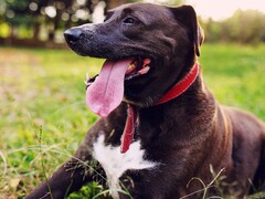 Un perro sacando la lengua por la boca (Fuente de la imagen: Silvana Carlos via Unplash; recortada)