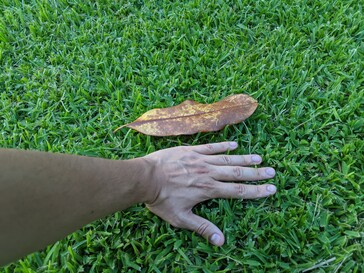 Hoja de magnolia detectada