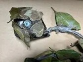 Los ladrones utilizan ahora cámaras de vigilancia ocultas para vigilar las viviendas y asaltarlas cuando están desocupadas. (Fuente: Press Enterprise - Foto de cortesía)