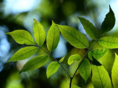 Utilizar la naturaleza como modelo para obtener más energía de la luz. (Imagen: pixabay/MabelAmber)