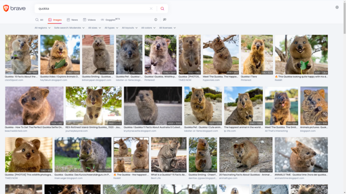 Búsqueda de imágenes de "Quokka" con Brave