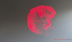 Dangbei MP1 Máxima calidad de imagen con luz diurna