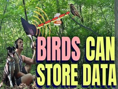 Los pájaros pueden almacenar datos (fuente de la imagen: canal de YouTube de Benn Jordan)