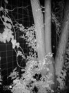 Cámara de visión nocturna. Cuando las cámaras normales se rinden, esto puede ayudar (Fuente de la imagen: Sergey Tarasov - Notebookcheck)