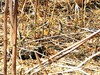 apenas se reconoce el pájaro con el zoom x10 