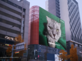 El "gato de 200 MP" de Samsung. (Fuente: Samsung)