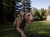 Mova ha lanzado su primer localizador GPS para mascotas: el SureTrack Pro.