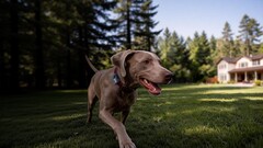 Mova ha lanzado su primer localizador GPS para mascotas: el SureTrack Pro.