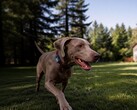 Mova ha lanzado su primer localizador GPS para mascotas: el SureTrack Pro.