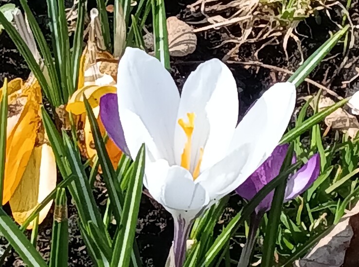 Lenovo Tab K11 Gen 2: Cámara principal con zoom 8x