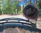 De cerca con un Grackle
