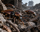 Los auténticos insectos cíborg podrían desempeñar un papel importante en futuras misiones de búsqueda y rescate.