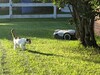 El gato no se asustó