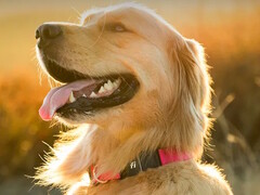 El collar de fitness Fi Serie 3+ permite a los dueños de perros hacer un seguimiento de la ubicación y la salud de su mascota. (Fuente de la imagen: Fi)