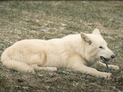El 1 de octubre de 2024 vieron la luz en Texas los primeros lobos huargos en más de 10.000 años. (Fuente de la imagen: YouTube / Colossal Biosciences)