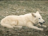 El 1 de octubre de 2024 vieron la luz en Texas los primeros lobos huargos en más de 10.000 años. (Fuente de la imagen: YouTube / Colossal Biosciences)