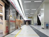 Un gato apeándose del tren (Fuente de la imagen: Xing's World vía YouTube; captura de pantalla)