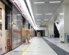Un gato apeándose del tren (Fuente de la imagen: Xing's World vía YouTube; captura de pantalla)