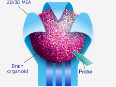 Los organoides contienen grupos de células cerebrales que pueden desarrollar vías más rápidas que cualquier circuito digital. (Fuente de la imagen: Frontiers of Science)